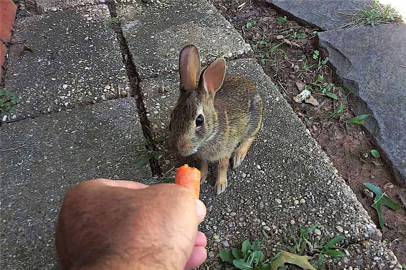 what do rabbits eat in the winter