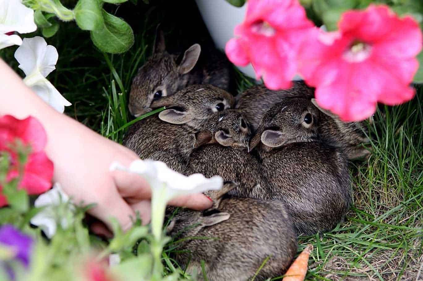 what do wild bunnies like to eat