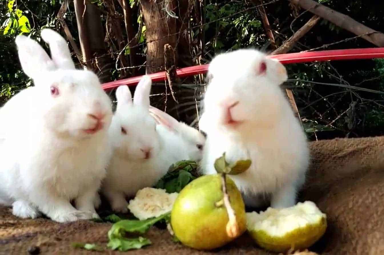 what to feed baby rabbits without a mother