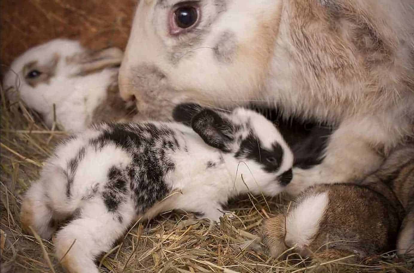 what to feed newborn bunnies