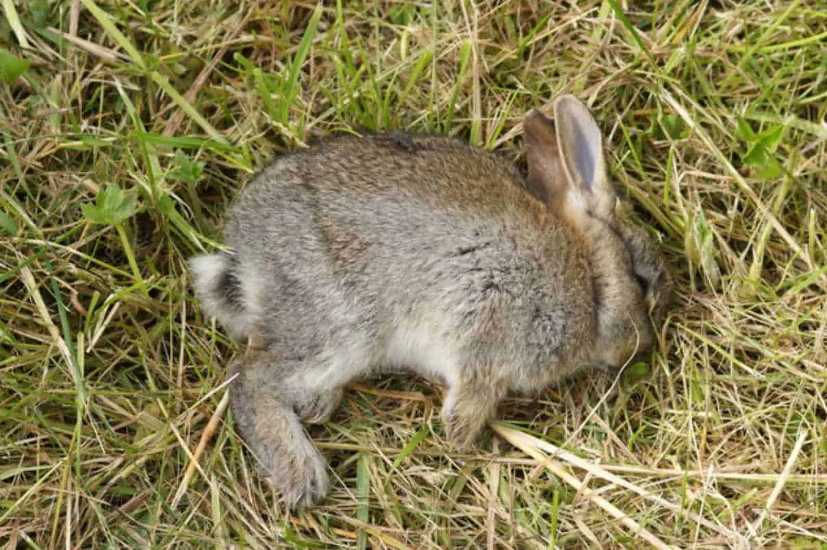 how to tell if baby rabbits are dead