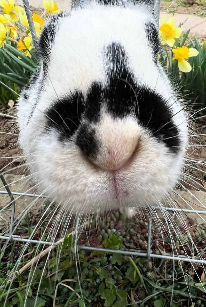 why do bunnies twitch their nose