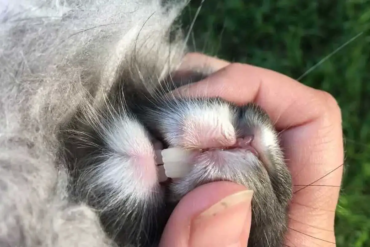 why do rabbits grind their teeth