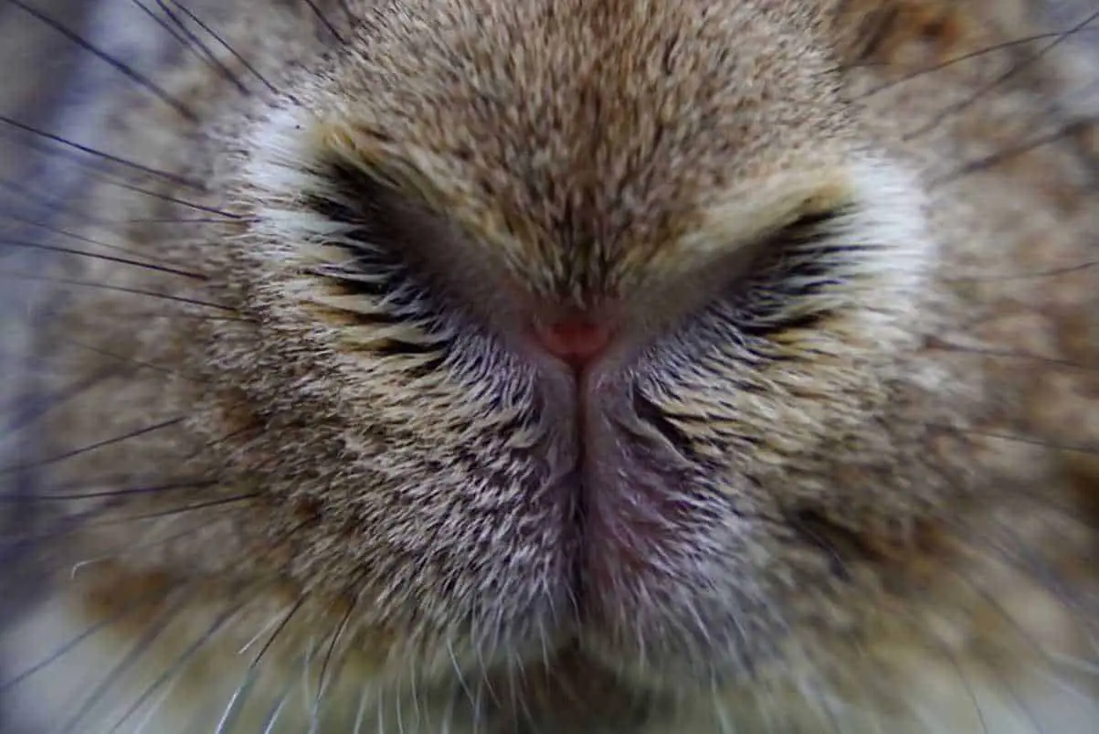 Why Does A Rabbit’s Nose Twitch?