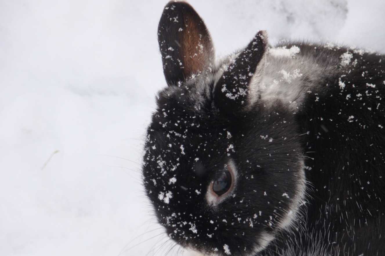 4 Efficient Tips on How to Keep Rabbits Warm in Winter