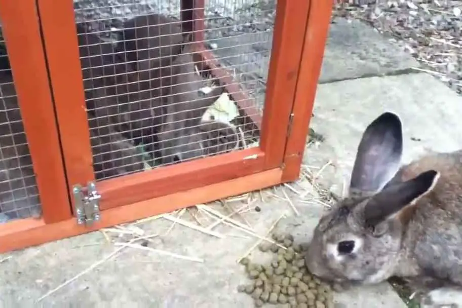 8 Tips For Feeding Your Rabbits Raisins