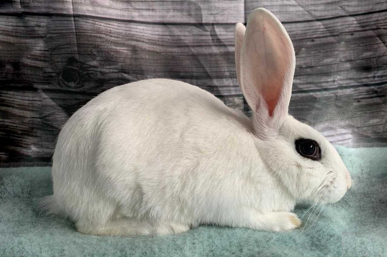 Blanc de Hotot Rabbit