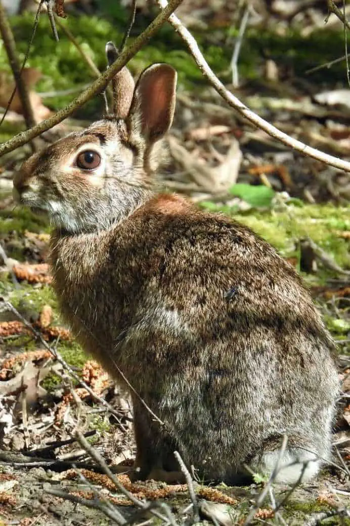 Brush Rabbit Diet