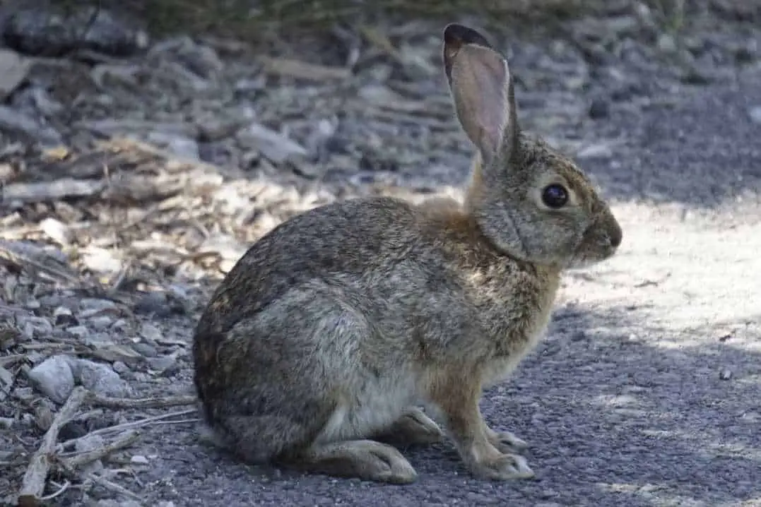 Brush Rabbit Info Chart