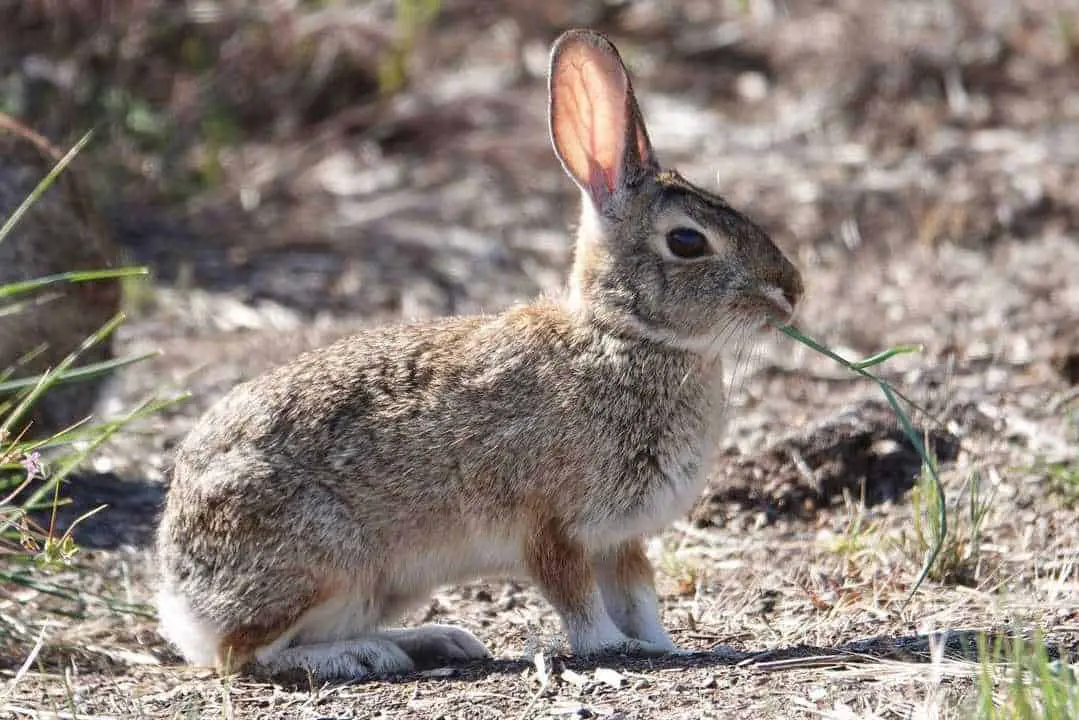 Brush Rabbit