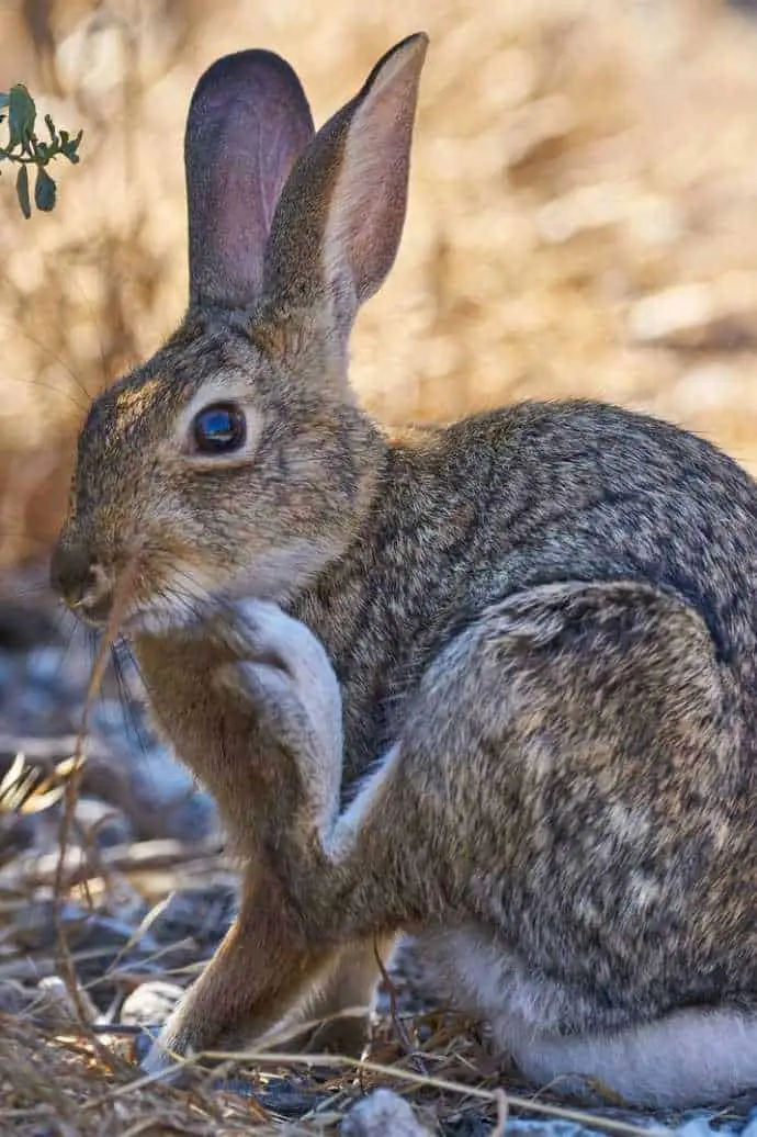 Brush Rabbits Look