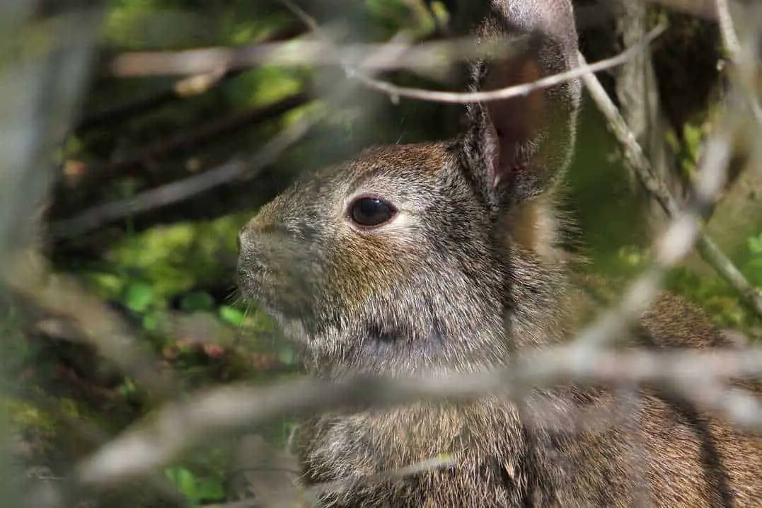 Brush Rabbits