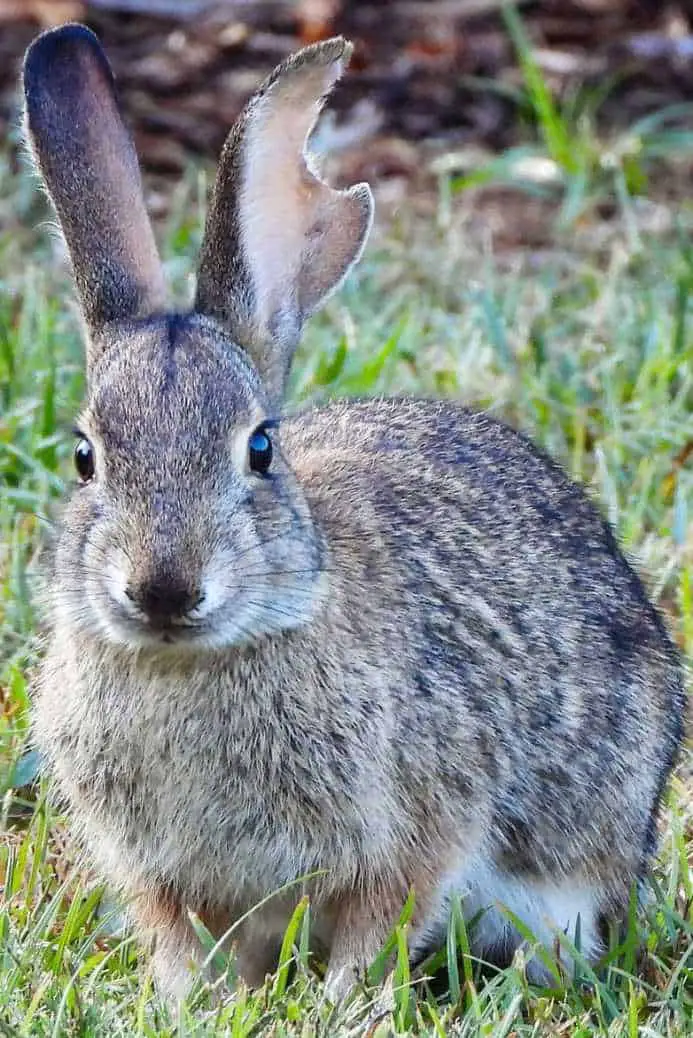 Brush bunny