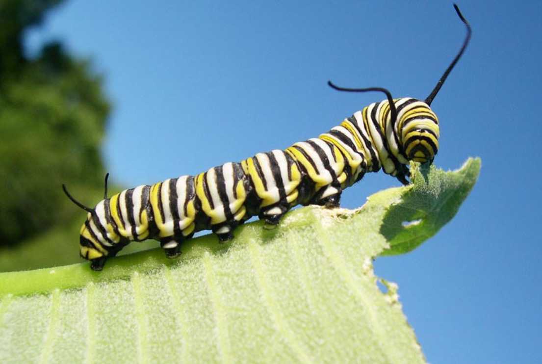 Do Rabbits Eat Caterpillars