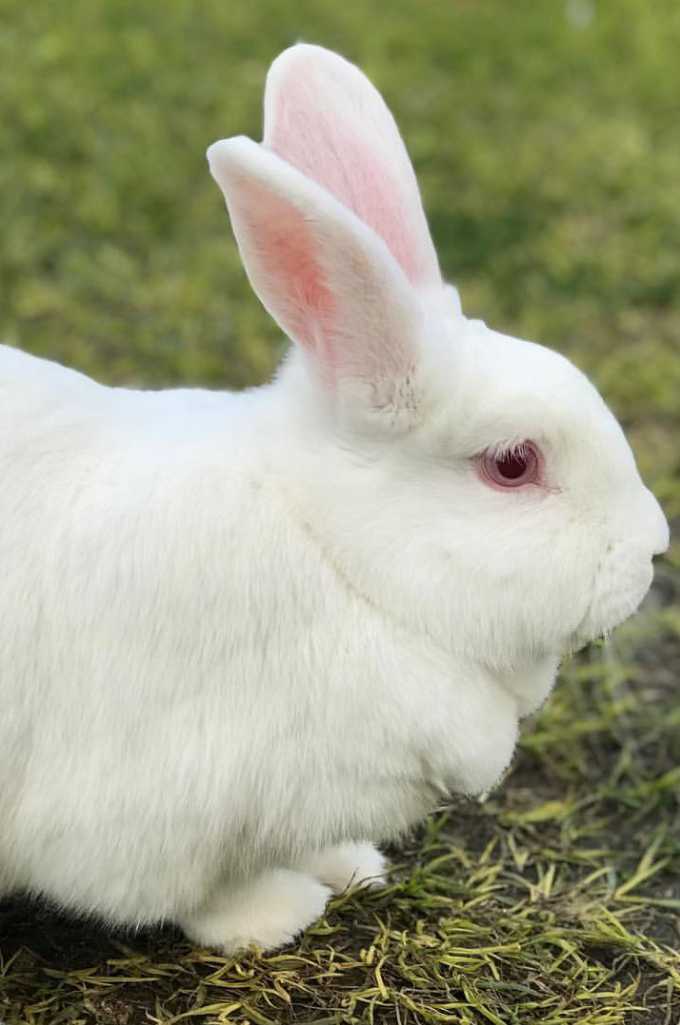 Florida White Bunnys