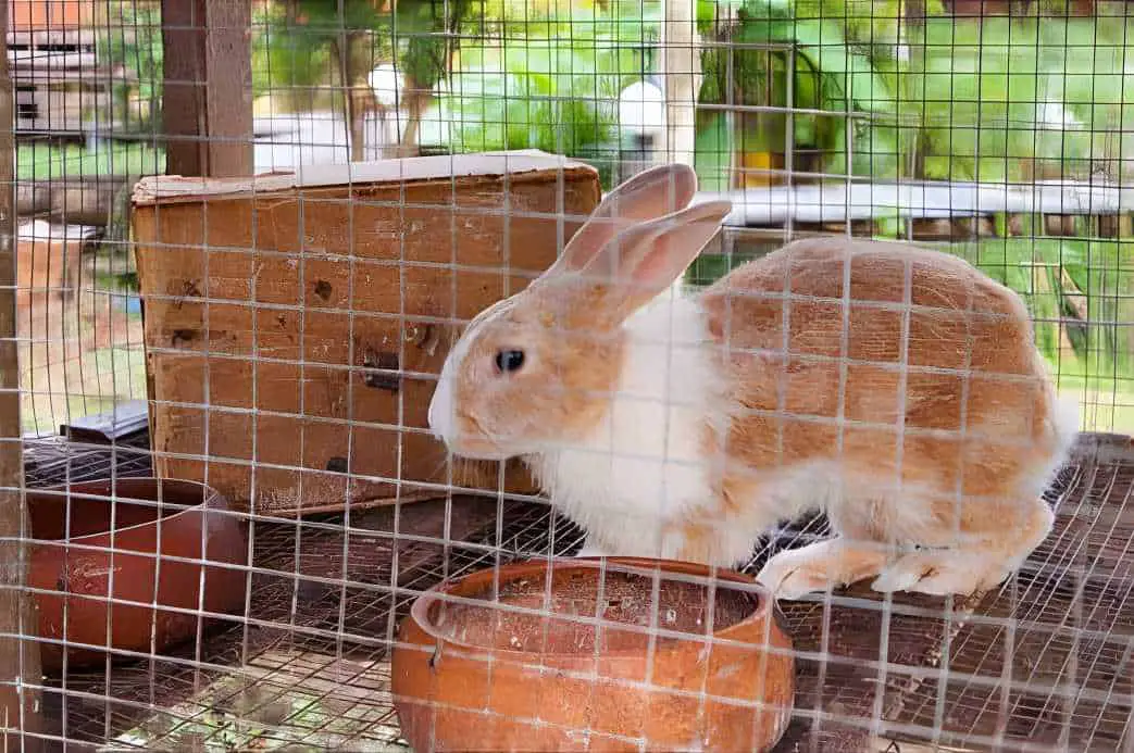 Rabbit's Cage From Smelling