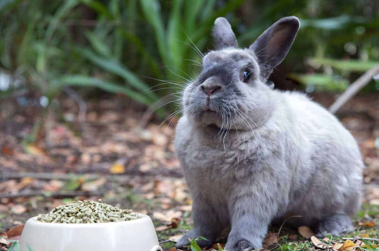 Rabbits Refuse to Eat