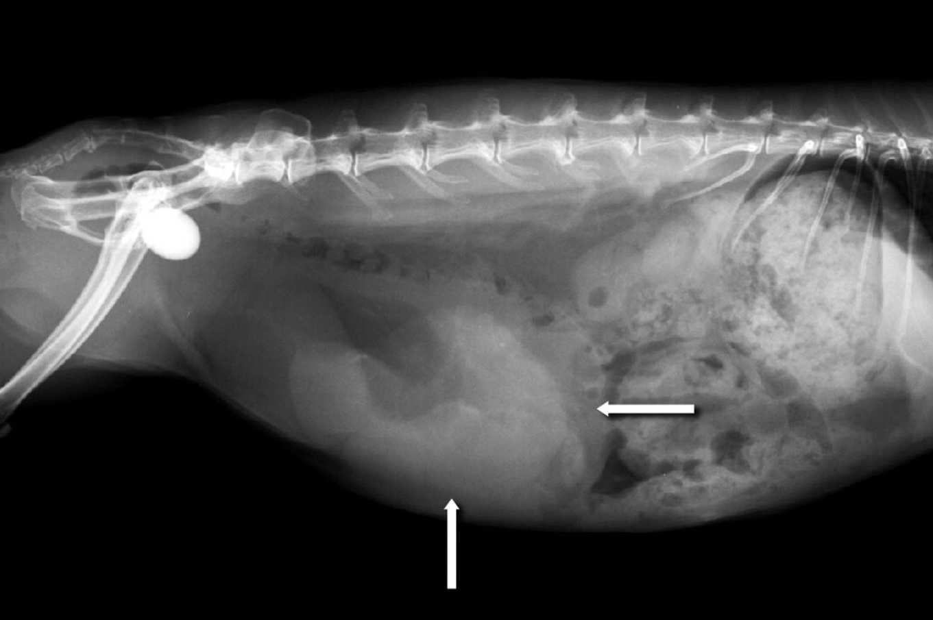 Uterine Tumor In Rabbits