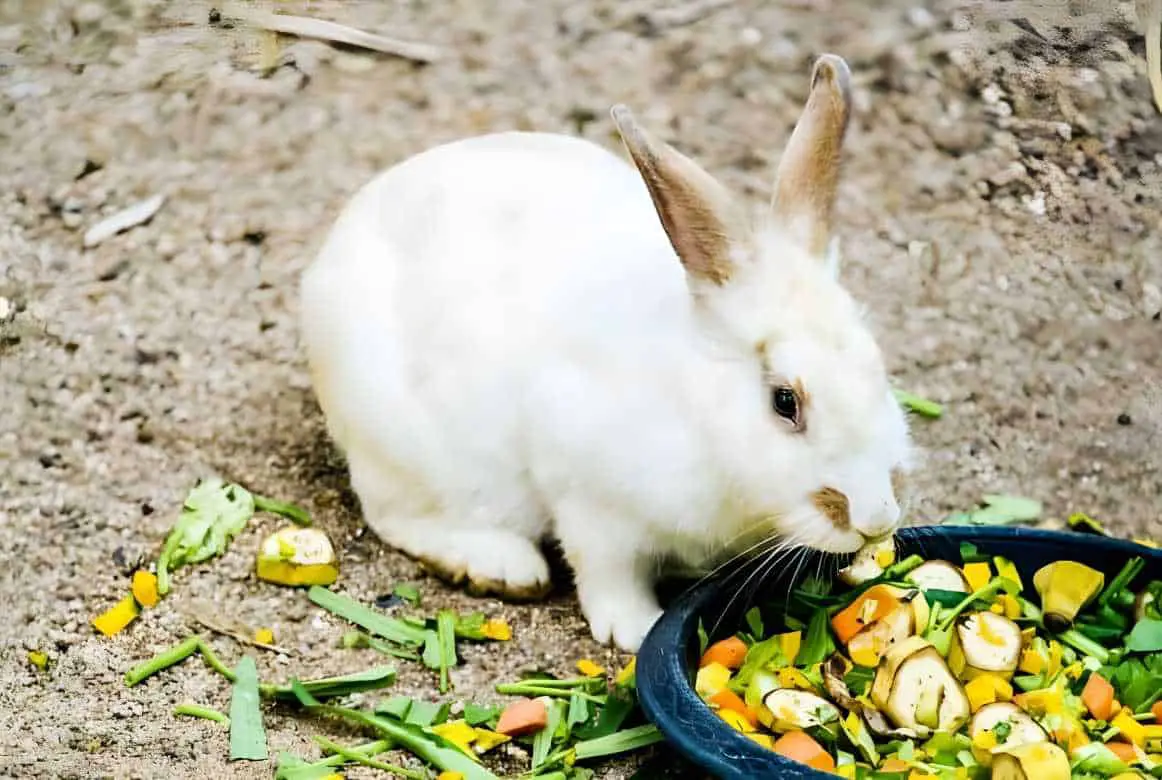 What to do When a Rabbit Refuses to Eat