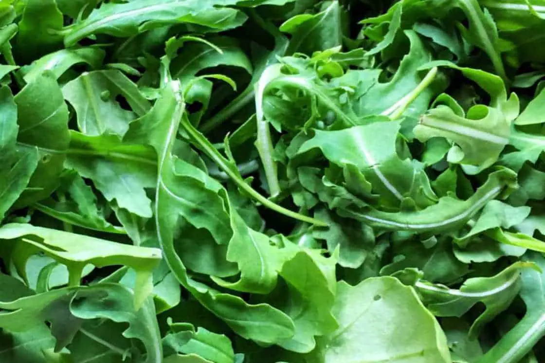 arugula for rabbits