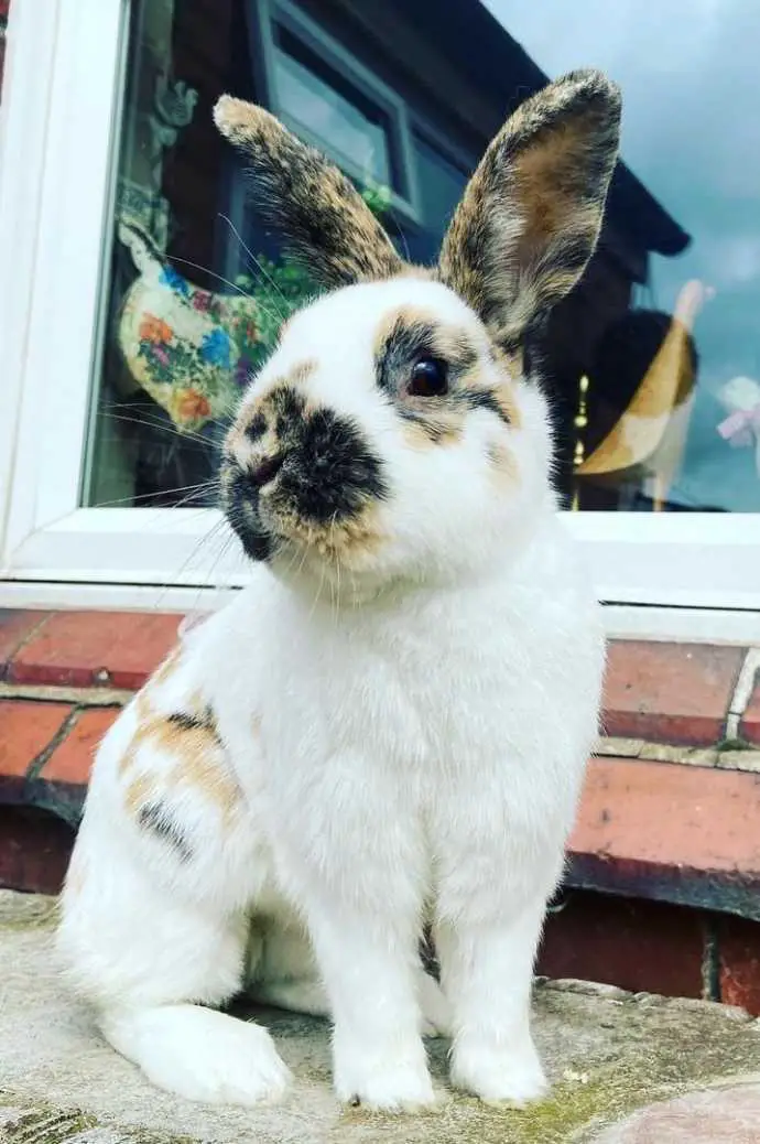 baby rhinelander rabbit