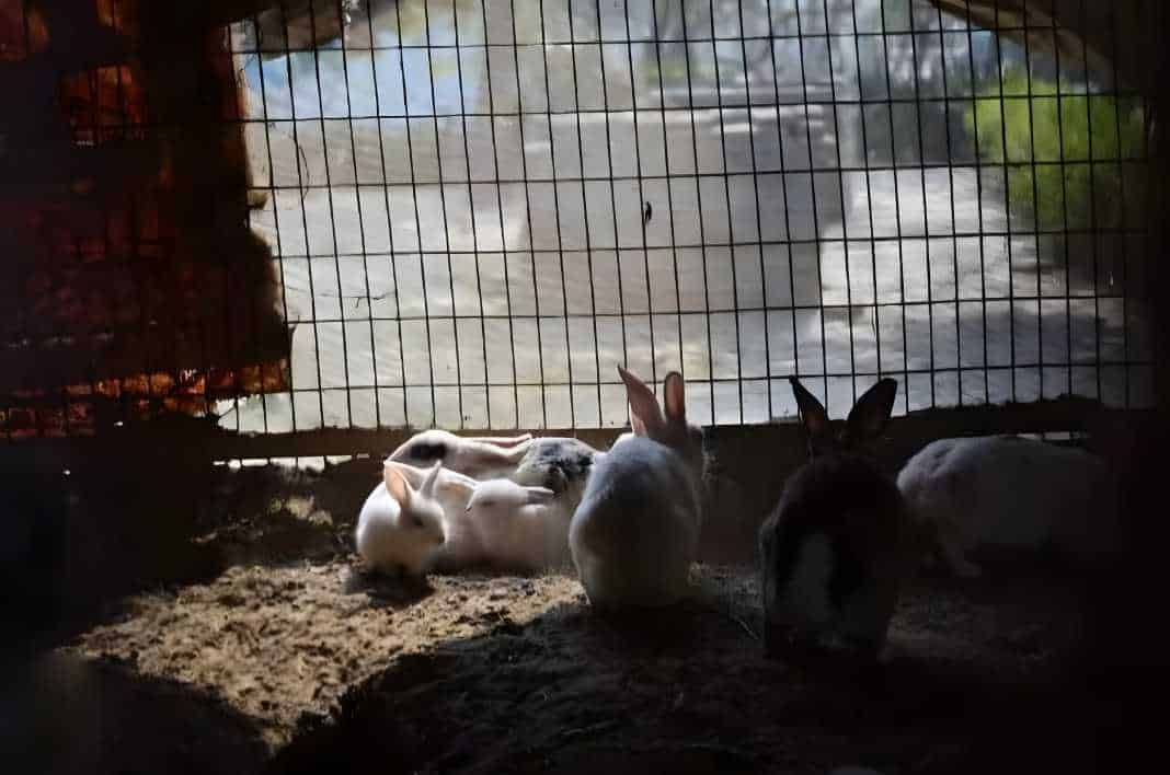 blanket over rabbit cage