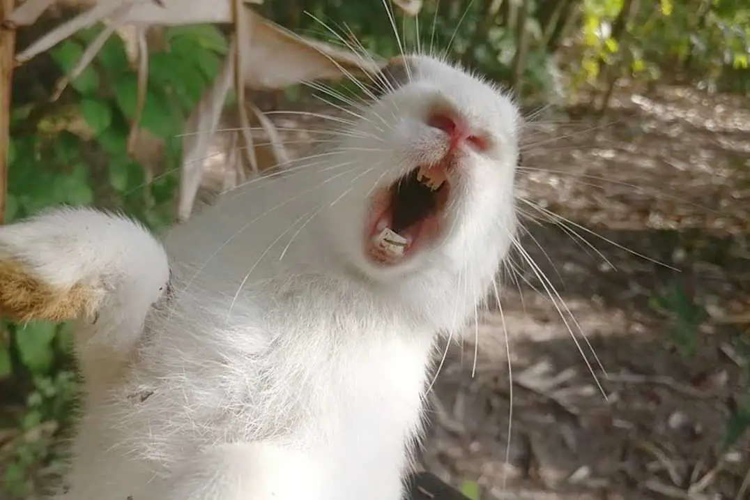 bunnies crying