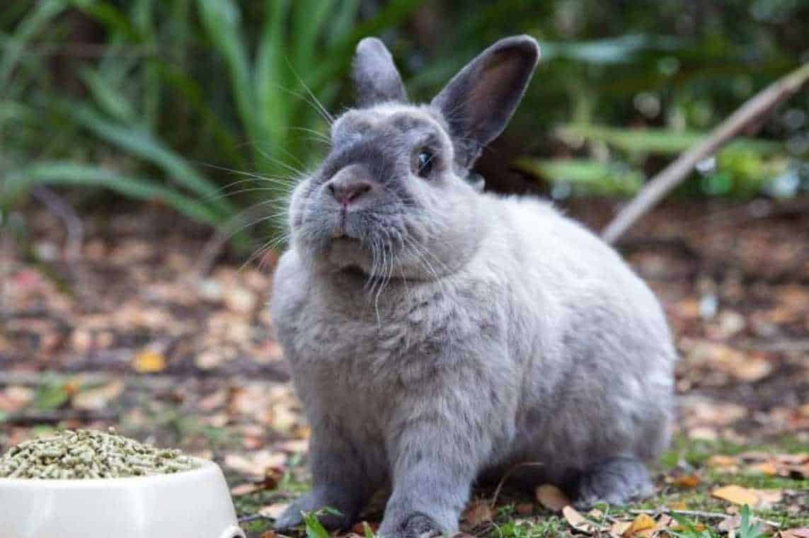 bunny breathing fast