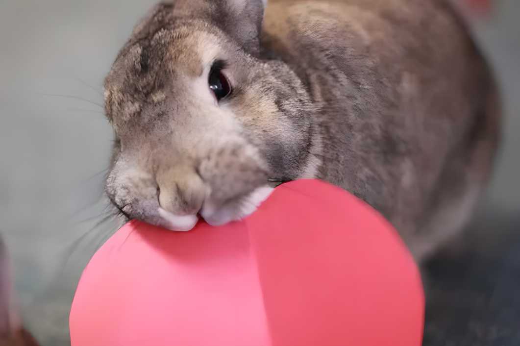 bunny chewing