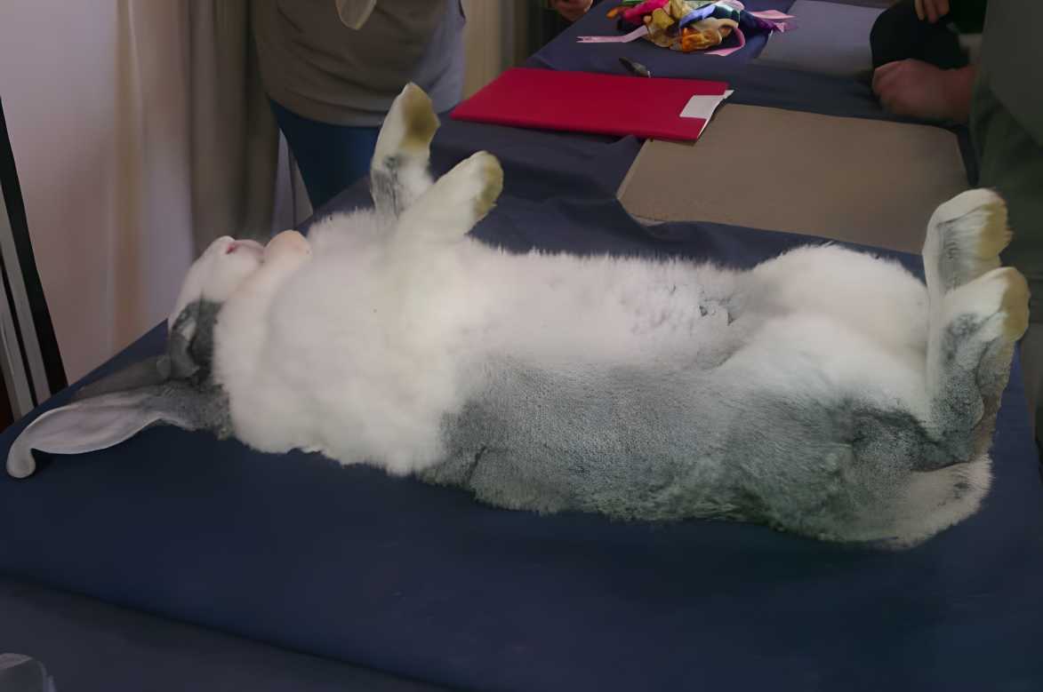 bunny died suddenly