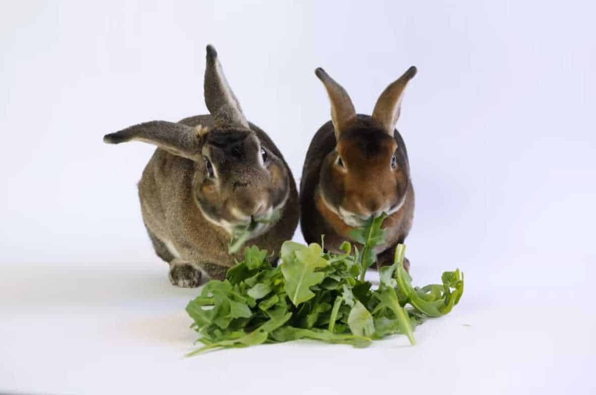 can bunnies have arugula