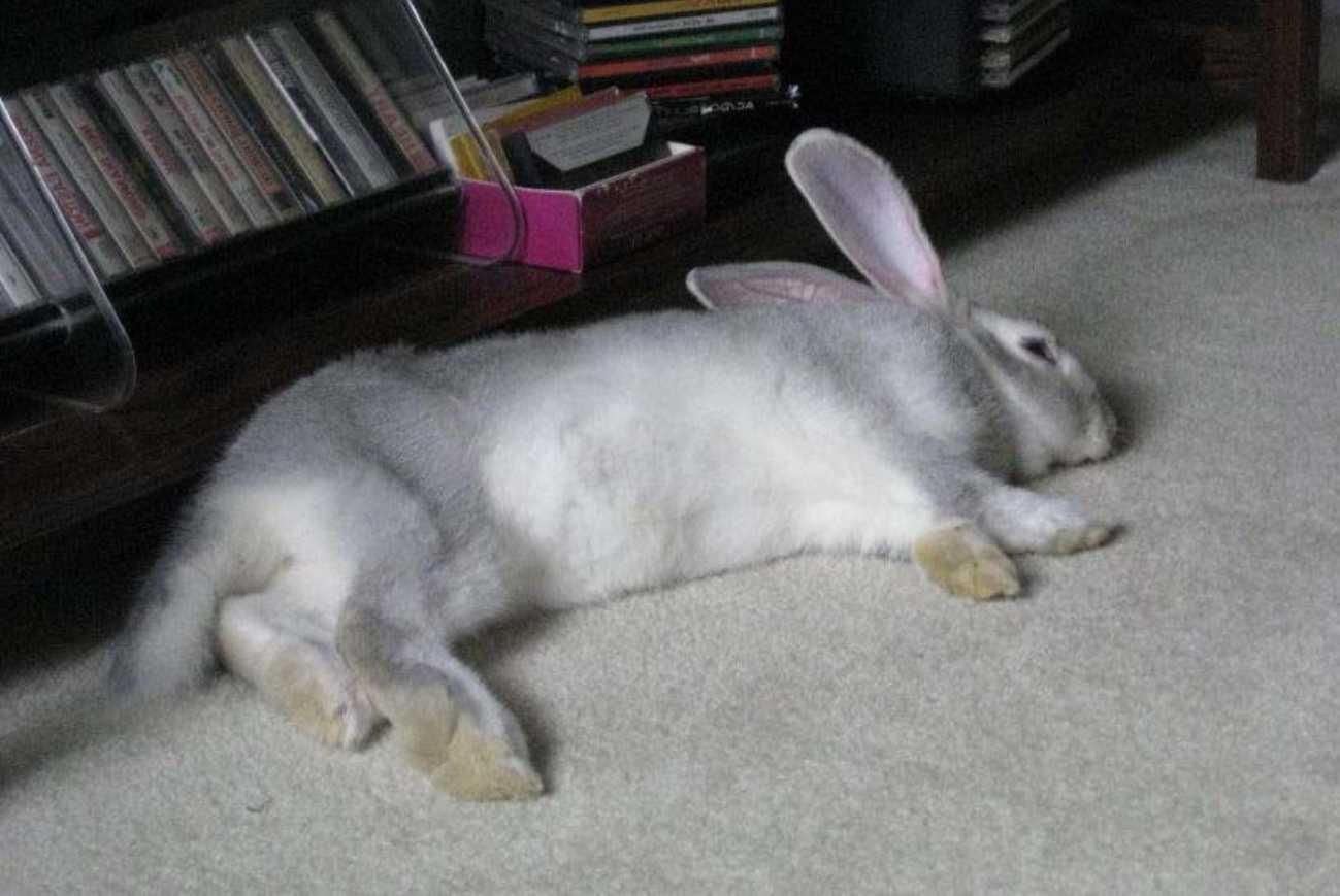 can bunnies play dead