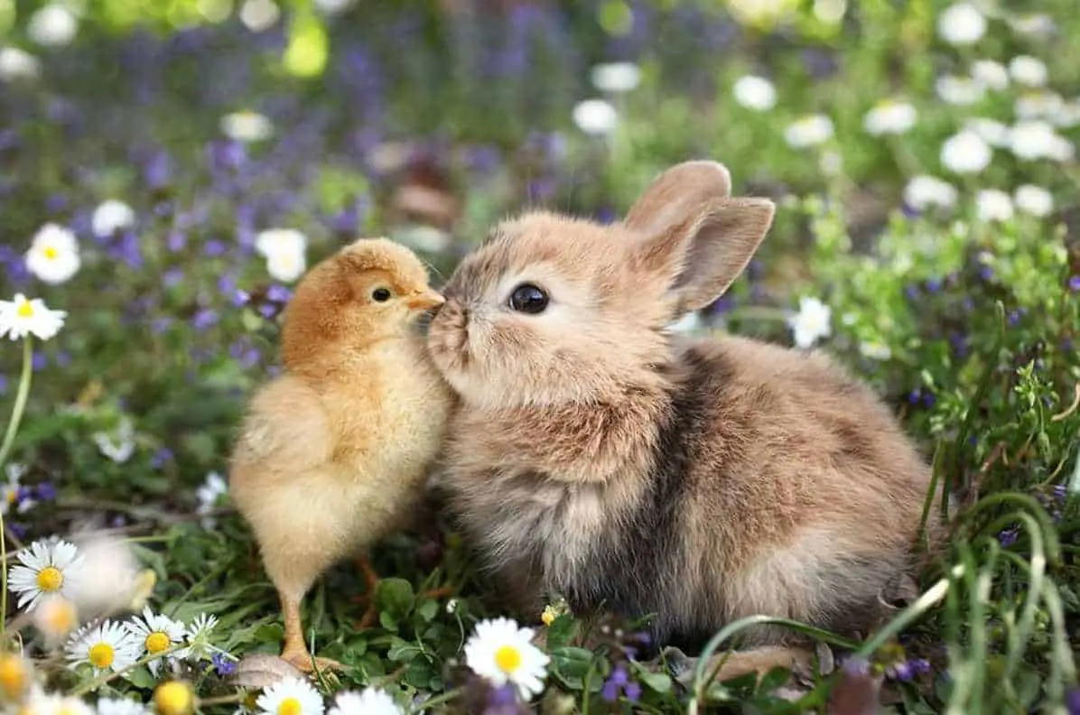 can rabbits and chickens live together