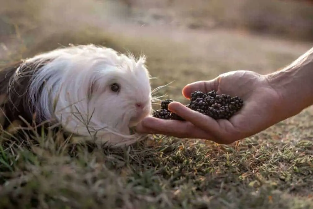 can rabbits eat blackberries