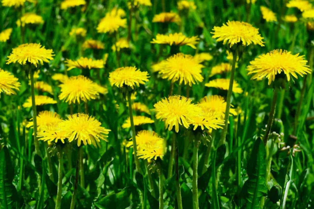 can rabbits eat dandelion greens