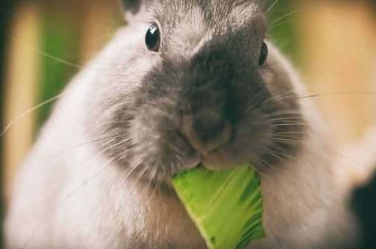 can rabbits eat mustard greens