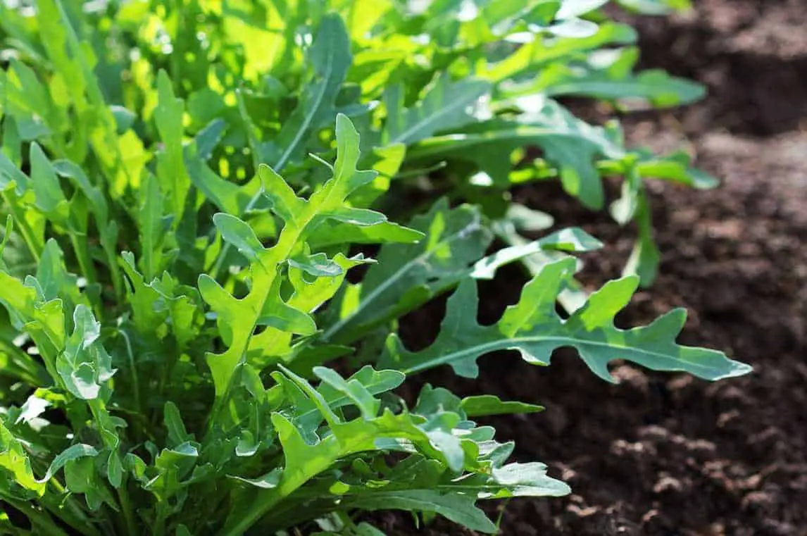 can rabbits have arugula