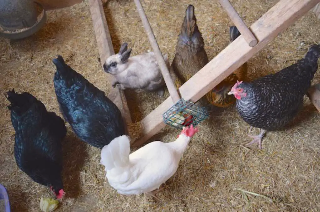 chicken and rabbit coop