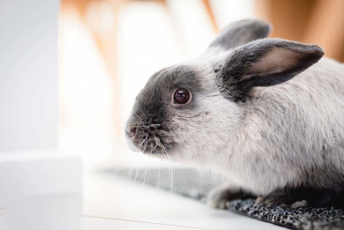 do bunnies have whiskers