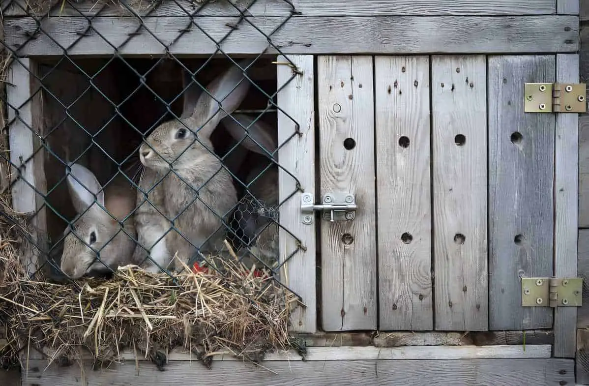 do bunnies like blankets