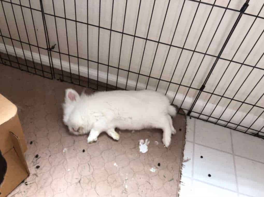 do bunnies play dead