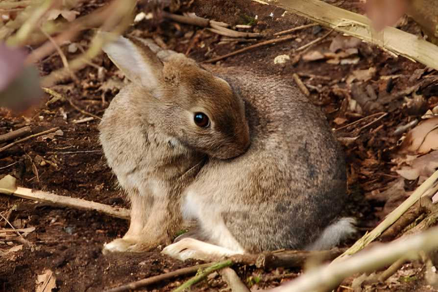 do bunnies smell