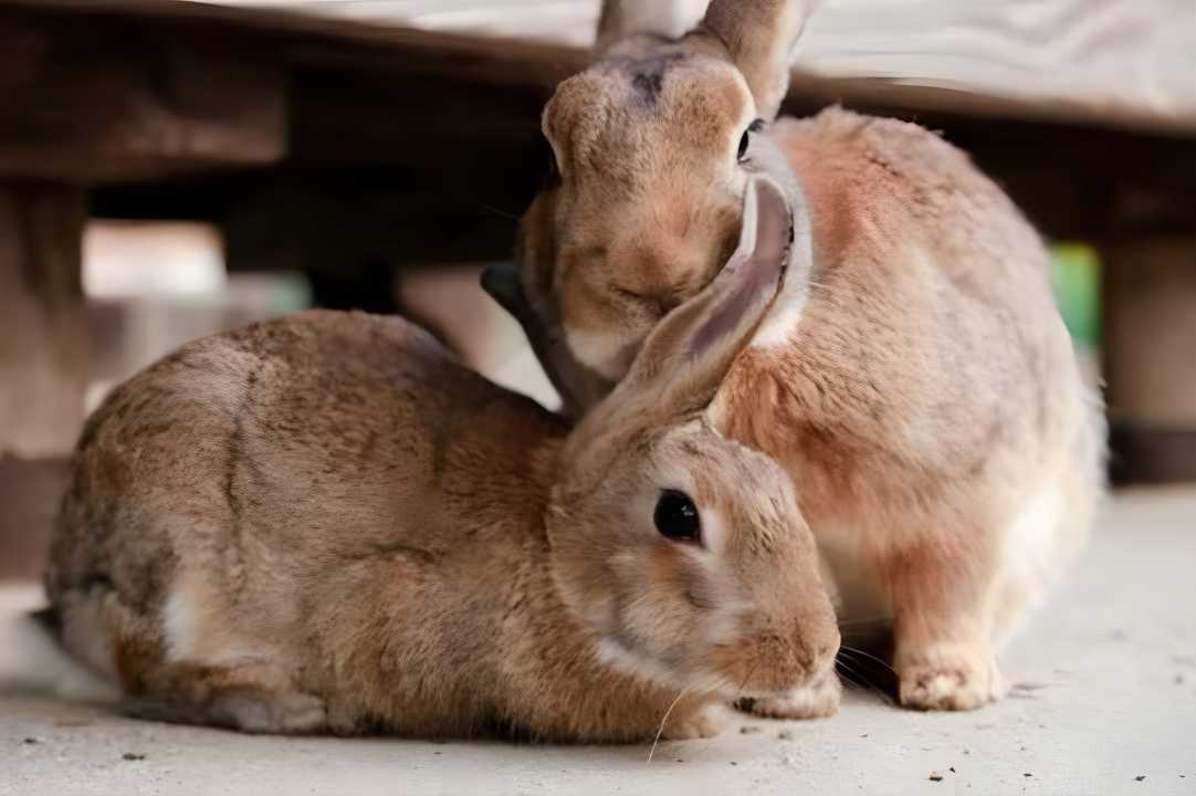 do rabbits smell bad