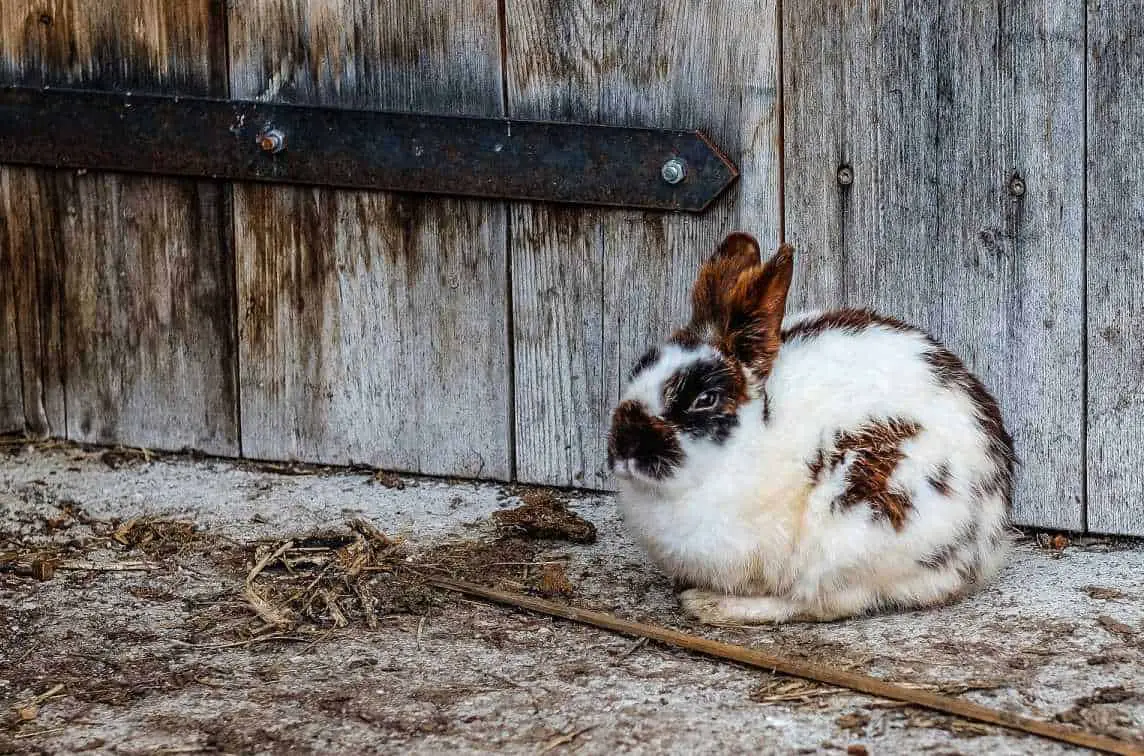 does rabbit poop smell