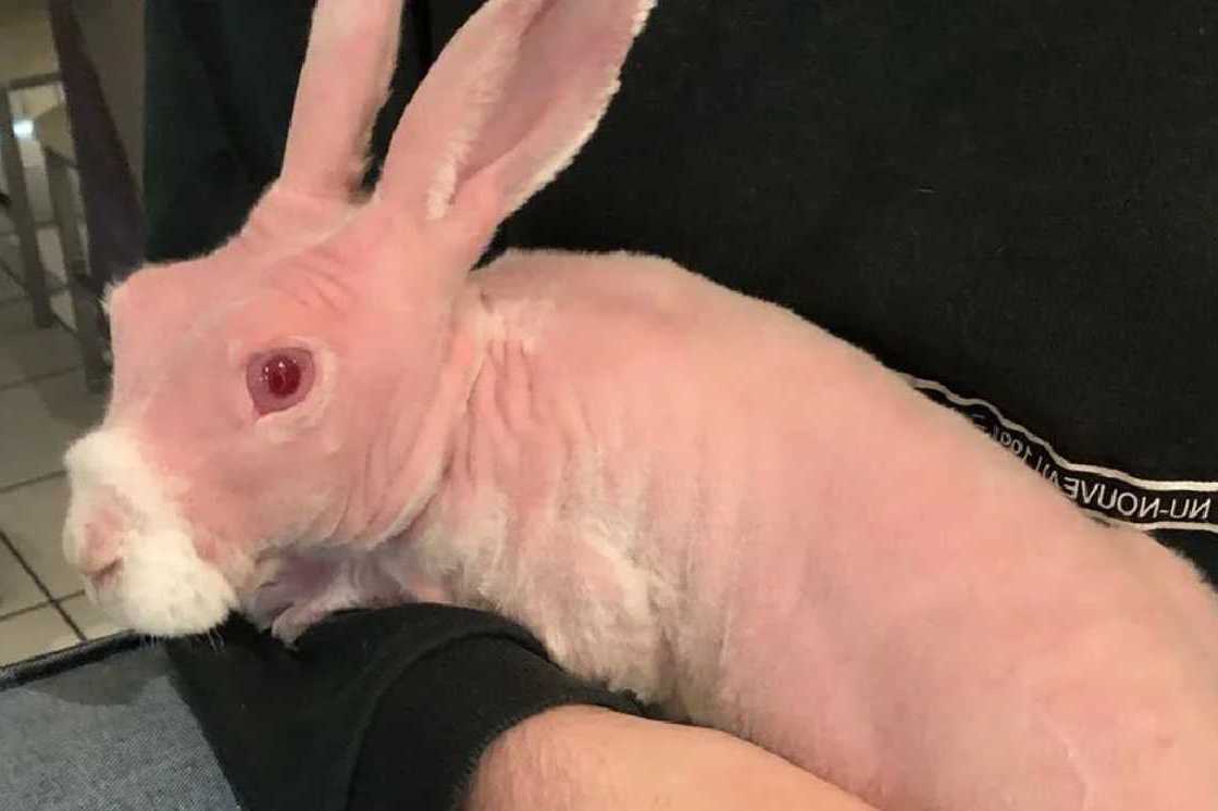 furless bunny