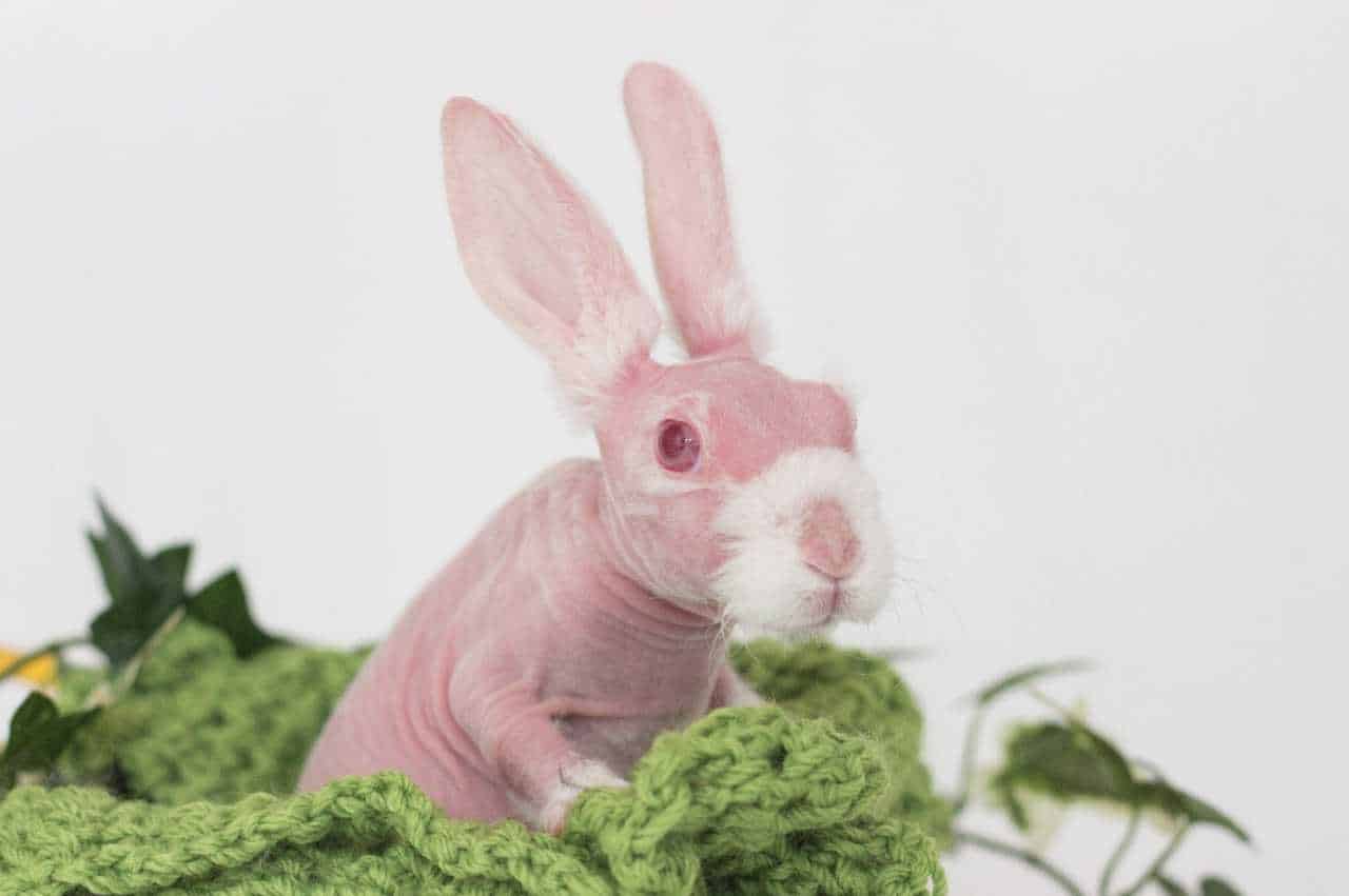 hairless bunny