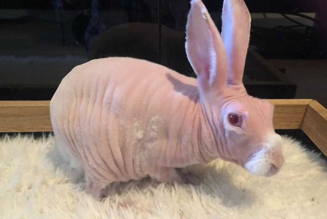 hairless rabit