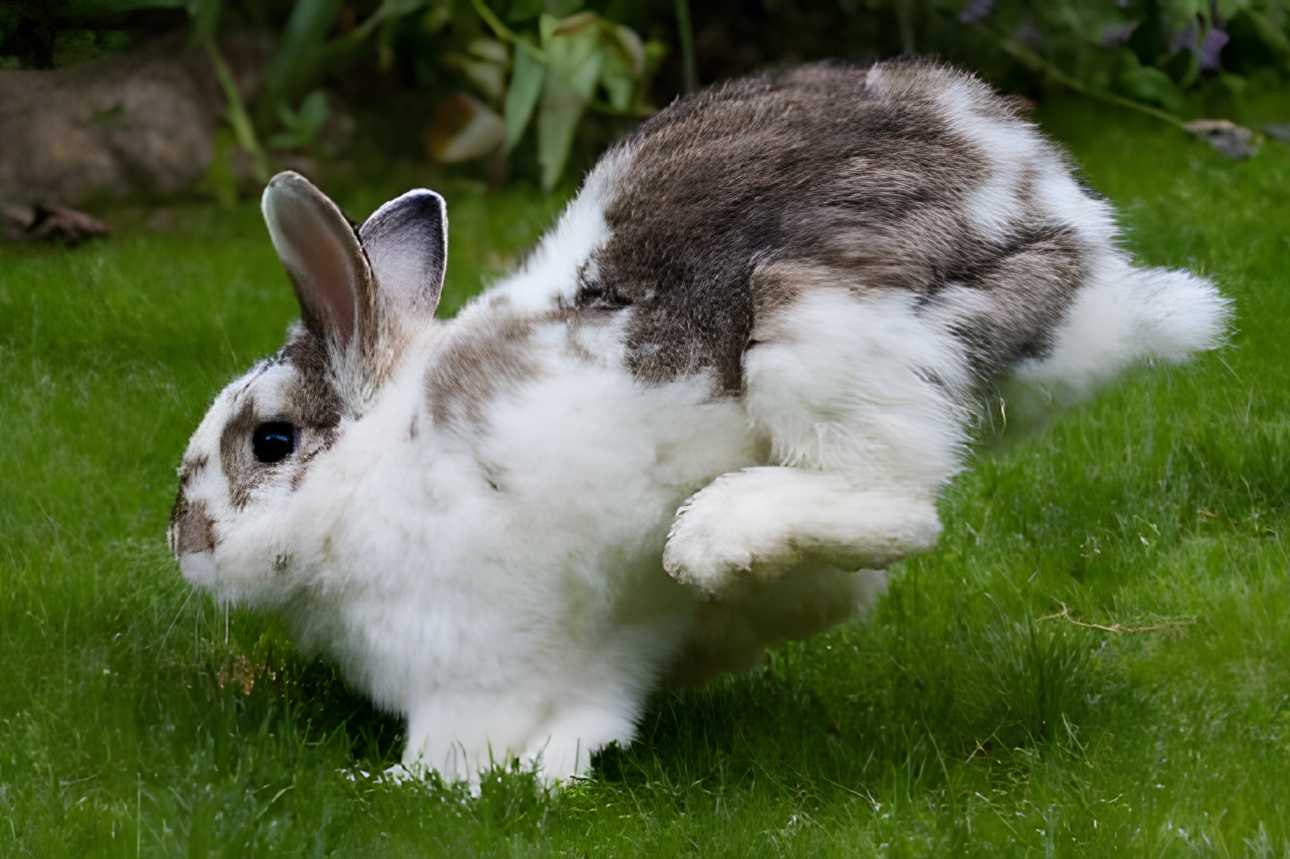 how do bunnies communicate