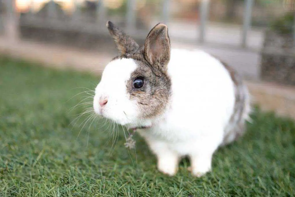 how many whiskers does a rabbit have