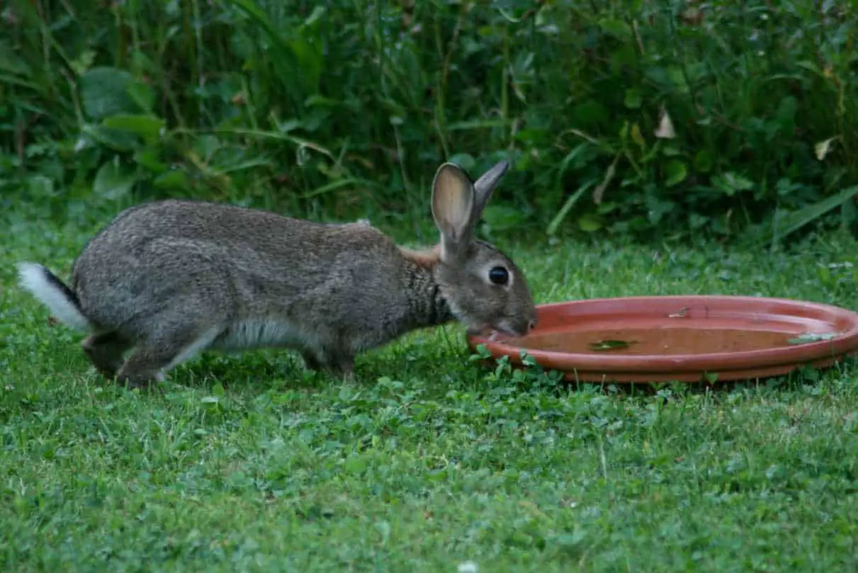 how to attract a bunny